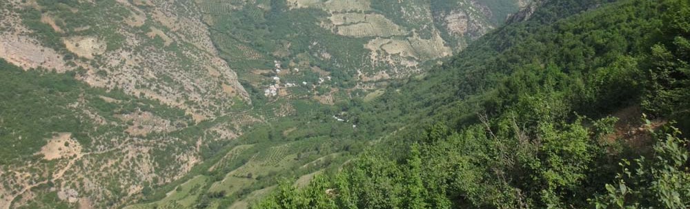 ریاب کلی